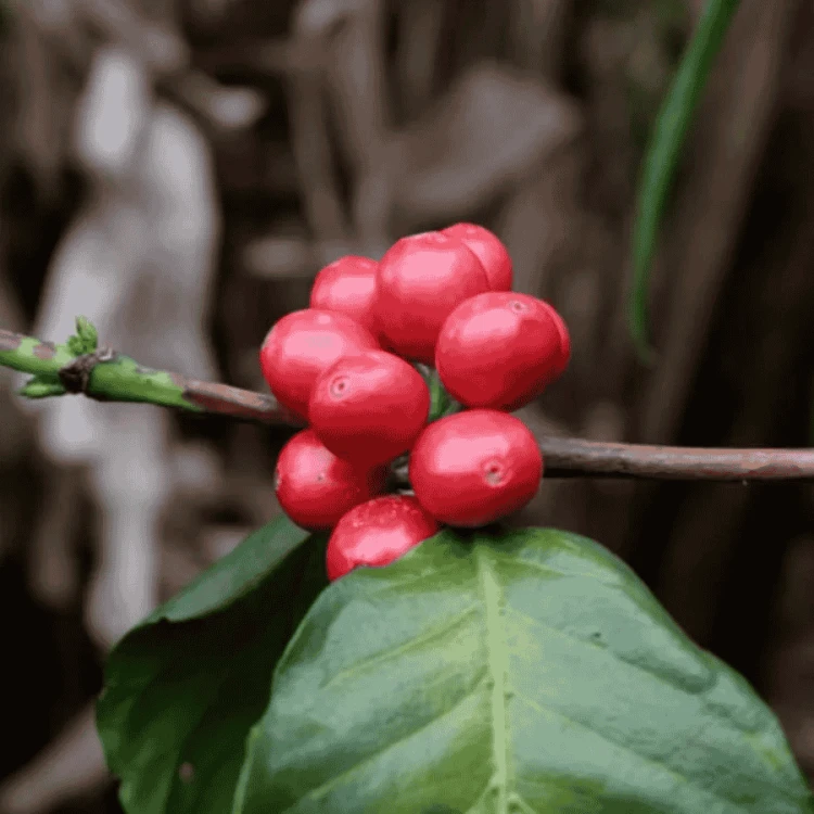 The Barn Kolumbia Finca El Faldon filter 250 g | CoffeeLove