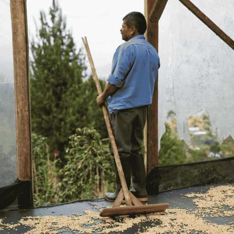 The Barn Kolumbia Finca El Faldon filter 250 g | CoffeeLove