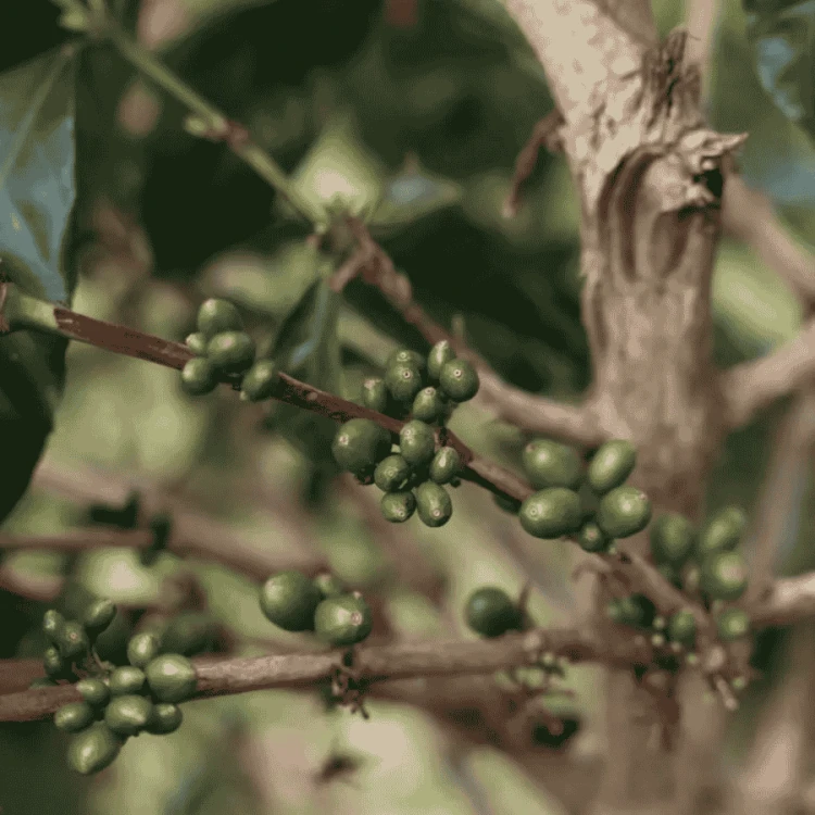 The Barn Kolumbia Finca El Faldon filter 250 g | CoffeeLove