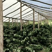 The Barn Honduras Caballero 250 g | CoffeeLove
