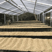 The Barn Honduras Caballero 250 g | CoffeeLove