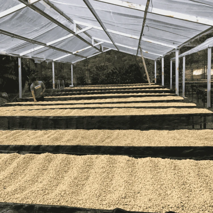 The Barn Honduras Caballero 250 g | CoffeeLove