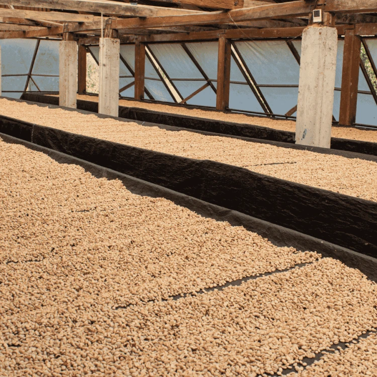 Nomad Coffee Peru Timbuyacu filter 250 g | CoffeeLove