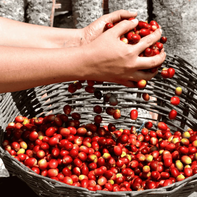 Nomad Coffee Peru Timbuyacu filter 250 g | CoffeeLove