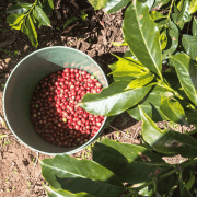 Nomad Coffee Kenia Kathima filter 250 g | CoffeeLove