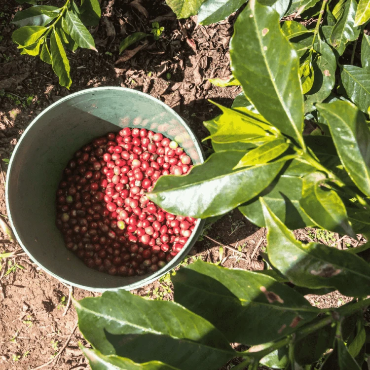 Nomad Coffee Kenia Kathima filter 250 g | CoffeeLove