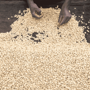Nomad Coffee Kenia Kathima filter 250 g | CoffeeLove