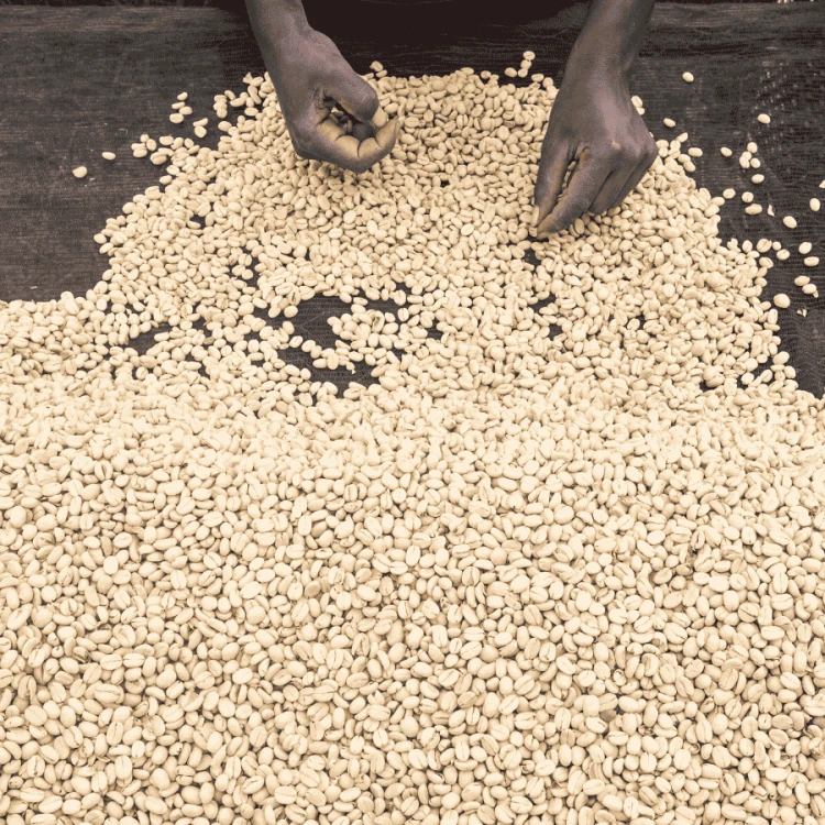 Nomad Coffee Kenia Kathima filter 250 g | CoffeeLove