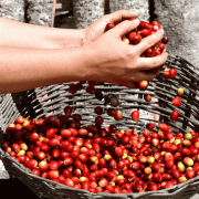 Nomad Coffee Peru Timbuyacu filter 250 g | CoffeeLove