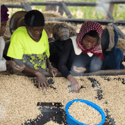 Nomad Coffee Rwanda Women's Crown 1 kg | CoffeeLove