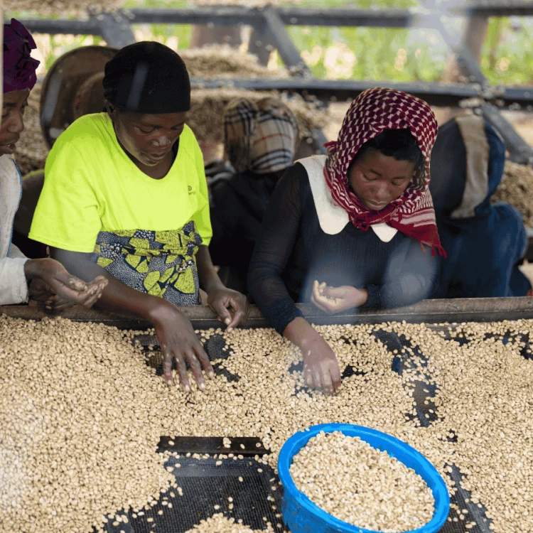 Nomad Coffee Rwanda Women's Crown 1 kg | CoffeeLove