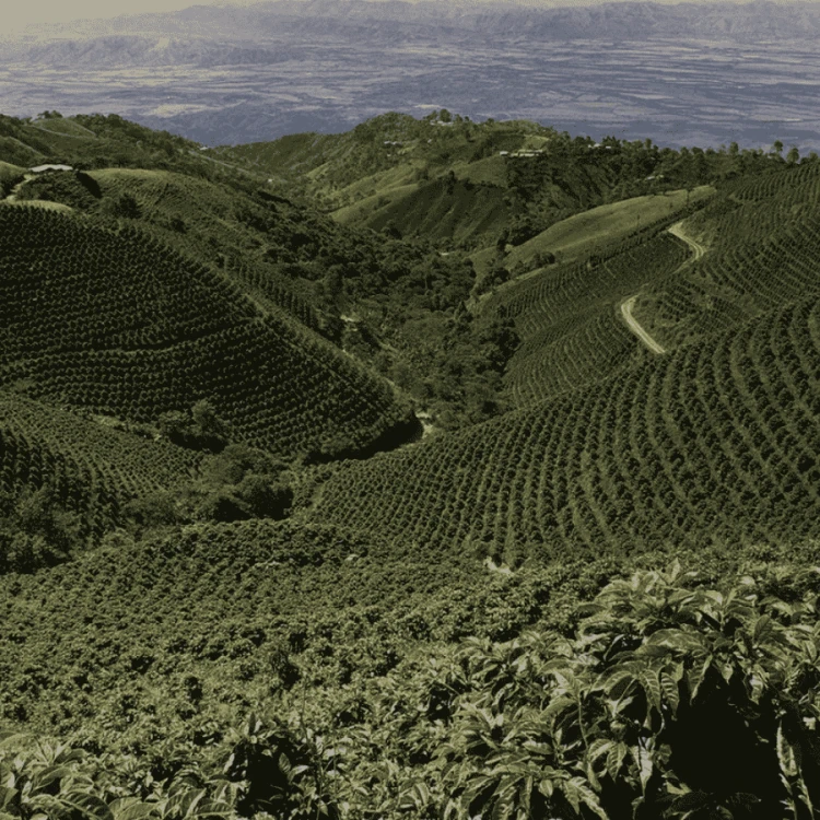 Gardelli Peru Efrain omniroast 250 g | CoffeeLove