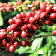 Gardelli Rwanda Birembo 283 omniroast 250 g | CoffeeLove