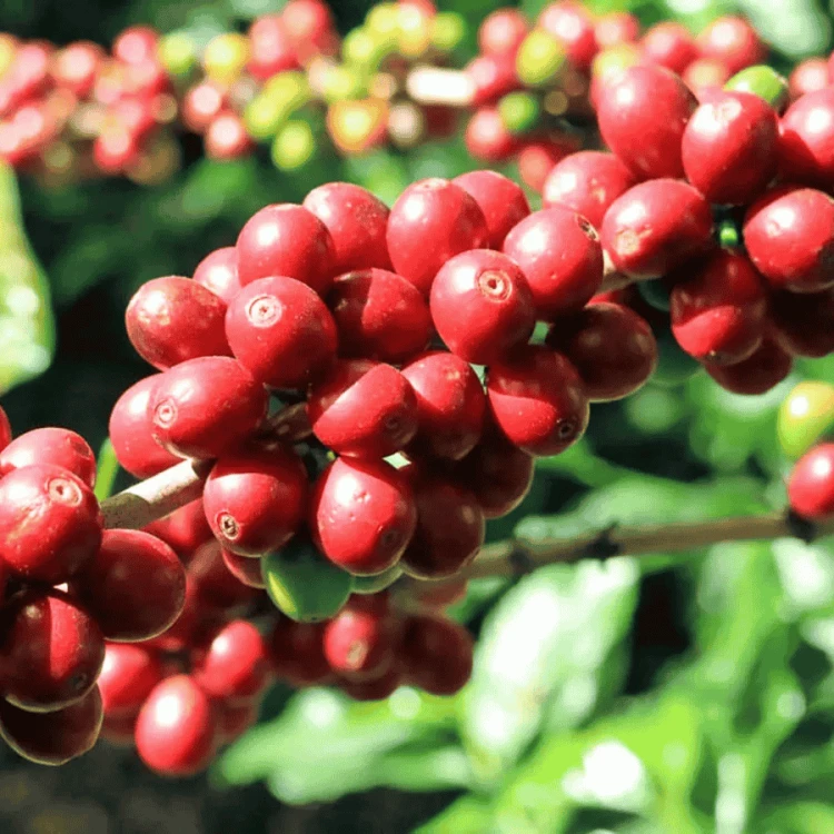 Gardelli Rwanda Birembo 283 omniroast 250 g | CoffeeLove