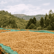 Gardelli Rwanda Birembo 283 omniroast 250 g | CoffeeLove