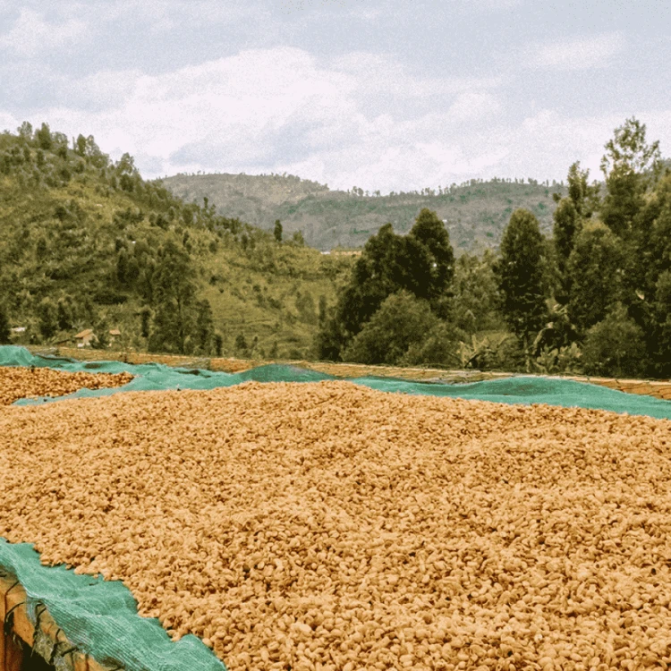 Gardelli Rwanda Birembo 283 omniroast 250 g | CoffeeLove