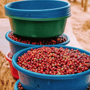 Gardelli Rwanda Birembo 283 omniroast 250 g | CoffeeLove