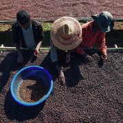 Gardelli Etiopia Kokeb Siwani omniroast 250 g | CoffeeLove