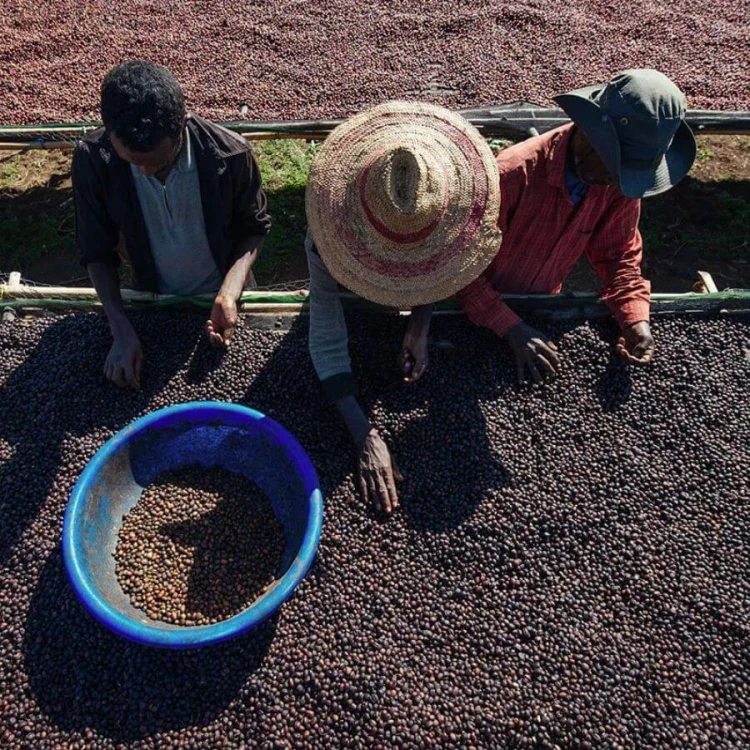 Gardelli Etiopia Kokeb Siwani omniroast 250 g | CoffeeLove