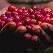 Gardelli Etiopia Kokeb Siwani omniroast 250 g | CoffeeLove