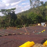 Gardelli Etiopia Kokeb Siwani omniroast 250 g | CoffeeLove