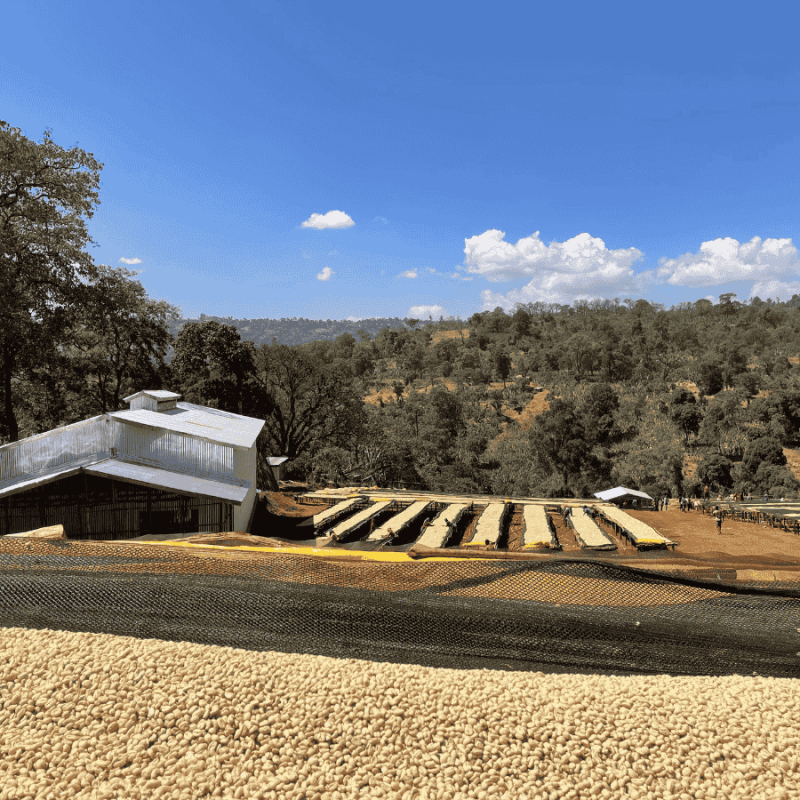 The Barn Etiopia Bishan Wate omniroast 250 g | CoffeeLove