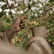 The Barn Burundi Bumba Hill filter 250 g | CoffeeLove