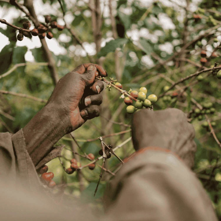 The Barn Burundi Bumba Hill filter 250 g | CoffeeLove