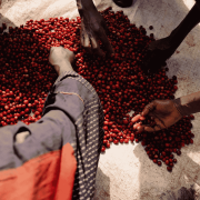 The Barn Burundi Bumba Hill filter 250 g | CoffeeLove