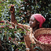 The Barn Etiopia Chelbesa filter 250 g | CoffeeLove