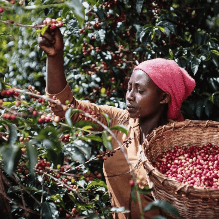 The Barn Etiopia Chelbesa filter 250 g | CoffeeLove
