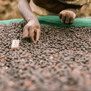 The Barn Etiopia Chelbesa filter 250 g | CoffeeLove