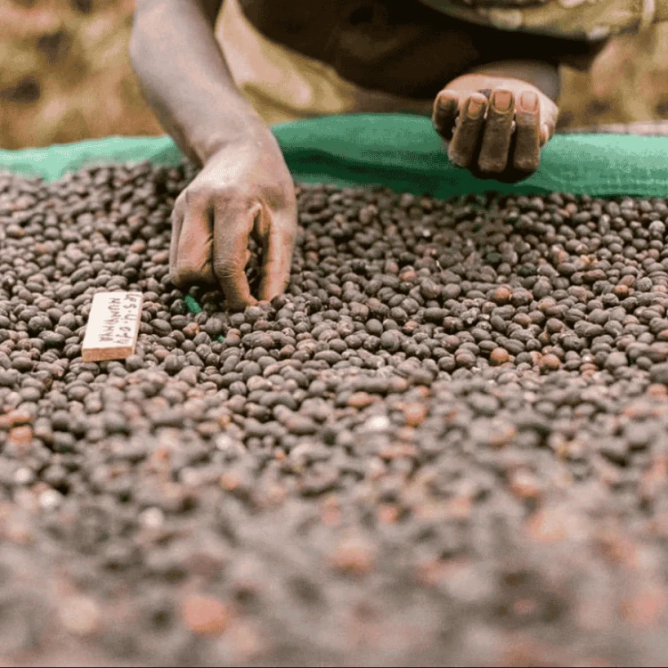 The Barn Etiopia Chelbesa filter 250 g | CoffeeLove