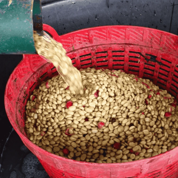 The Barn Tailandia Doi Saket filter 250 g | CoffeeLove