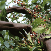The Barn Kenia Kamwangi AB filter 250 g | CoffeeLove