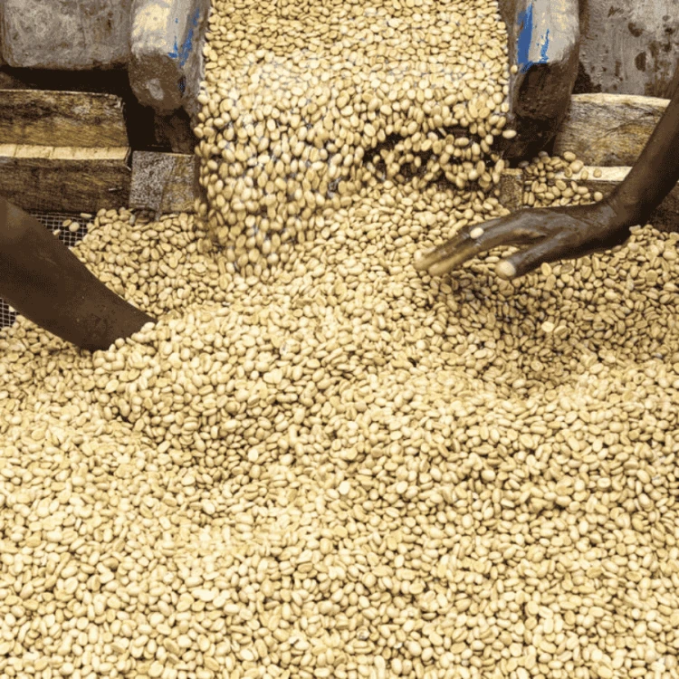 The Barn Kenia Kamwangi AB filter 250 g | CoffeeLove