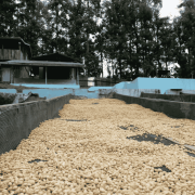 The Barn Kenia Kamwangi AB filter 250 g | CoffeeLove