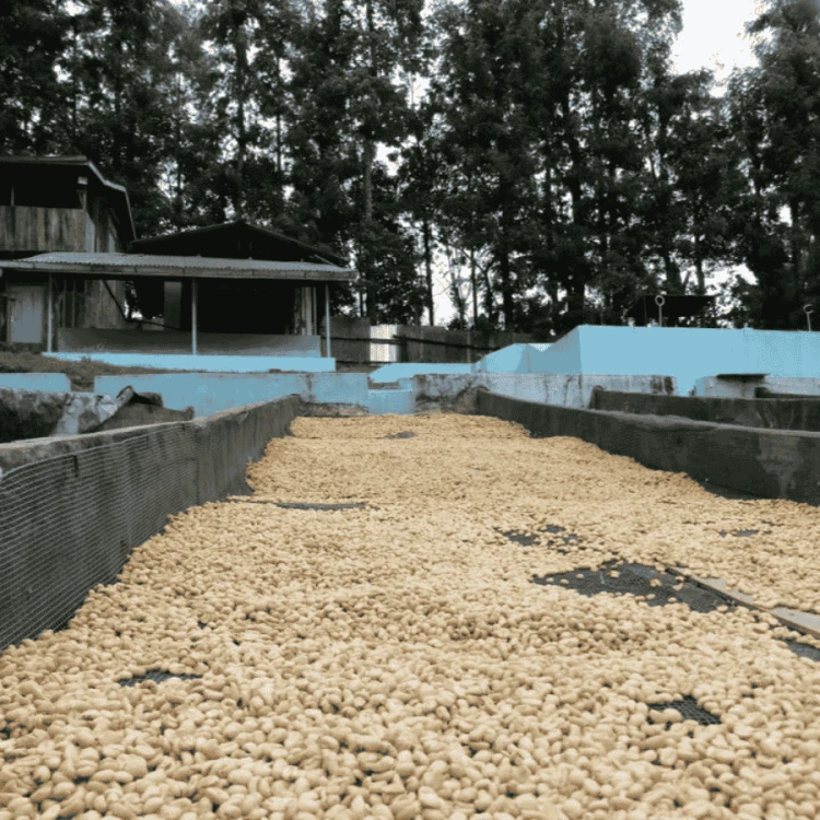 The Barn Kenia Kamwangi AB filter 250 g | CoffeeLove