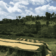 The Barn Kenia Kamwangi AB filter 250 g | CoffeeLove