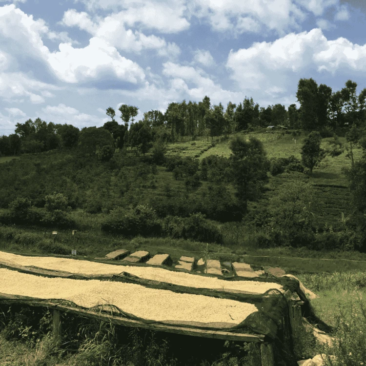 The Barn Kenia Kamwangi AB filter 250 g | CoffeeLove