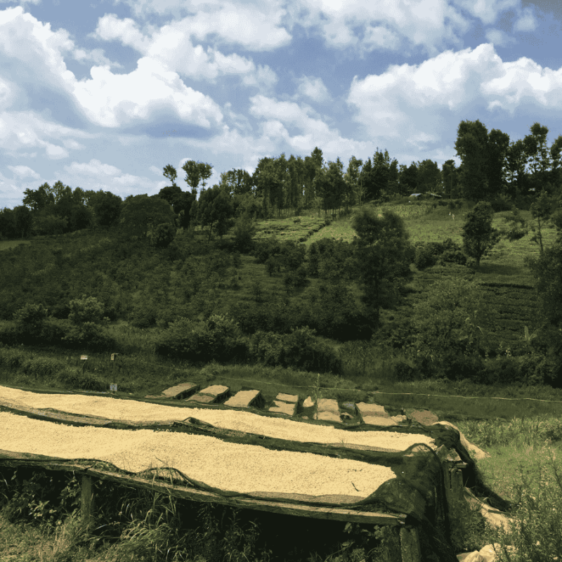The Barn Kenia Kamwangi AB filter 250 g | CoffeeLove