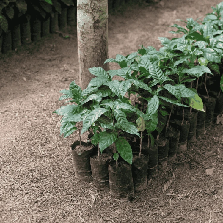 The Barn Salwador Los Pirineos | CoffeeLove