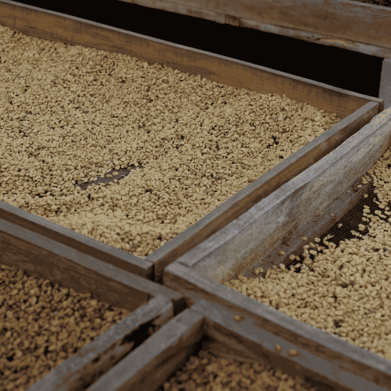 The Barn Salwador Los Pirineos | CoffeeLove