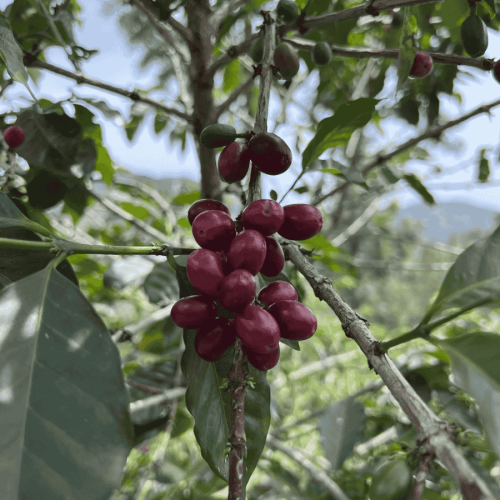 Muraho! Rwanda Fruity espresso 250 g | CoffeeLove