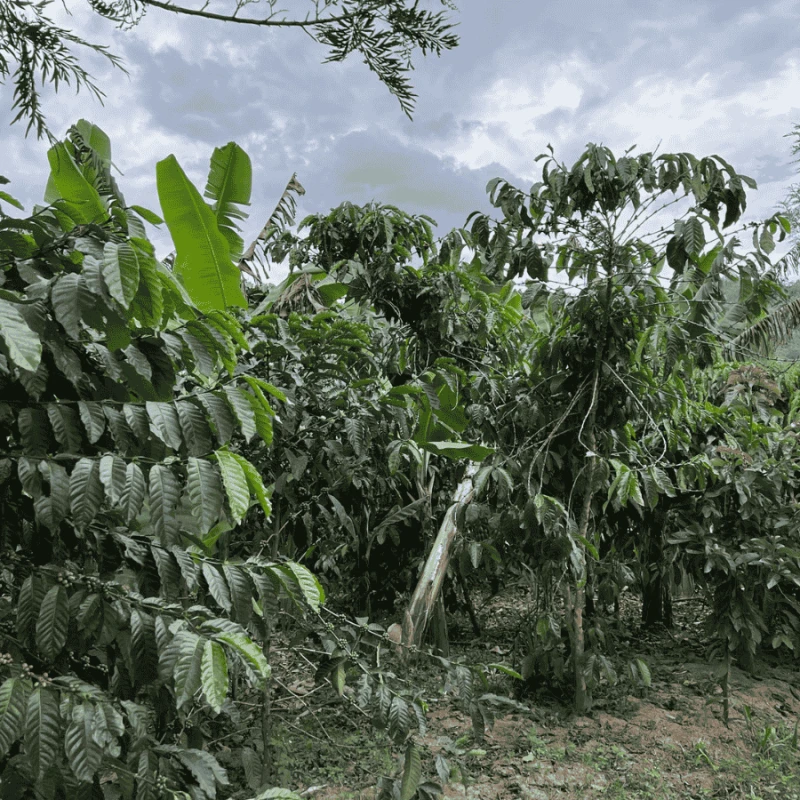 Muraho! Rwanda Chocolaty espresso 250 g | CoffeeLove