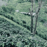 Father's Coffee Kolumbia El Silencio filter 250 g | CoffeeLove