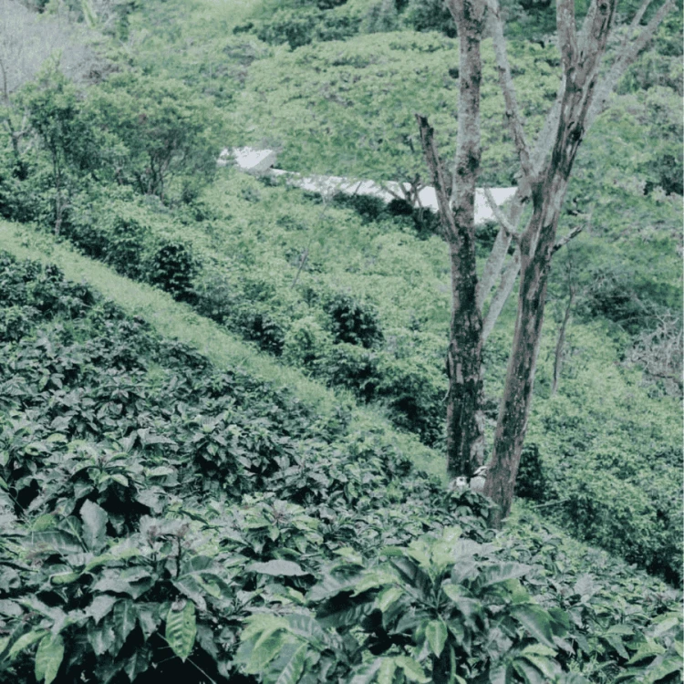 Father's Coffee Kolumbia El Silencio filter 250 g | CoffeeLove