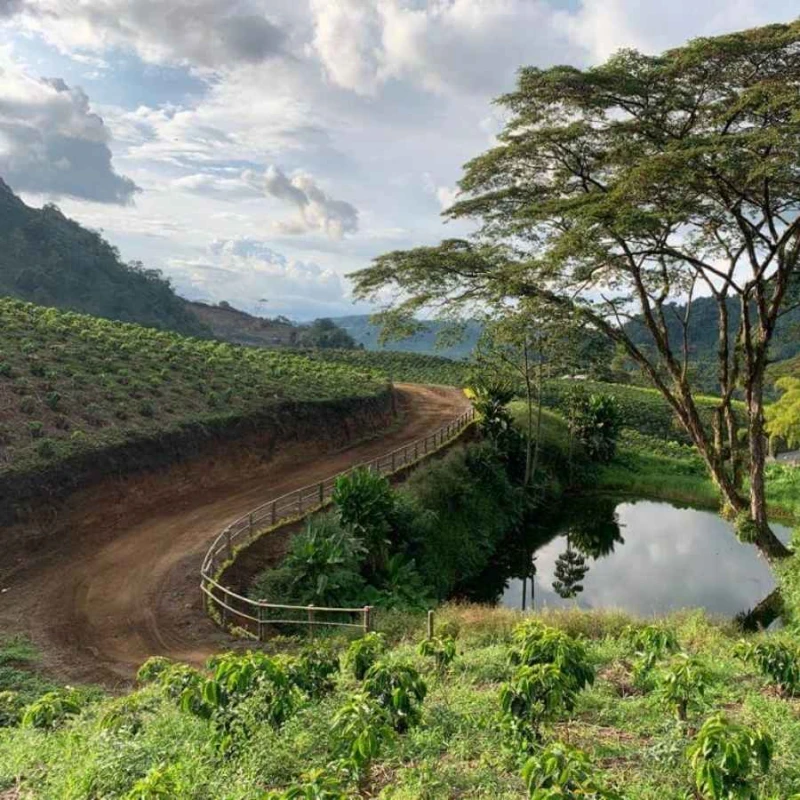 Nomad Coffee Kolumbia Chambaku Decaf 250 g | CoffeeLove