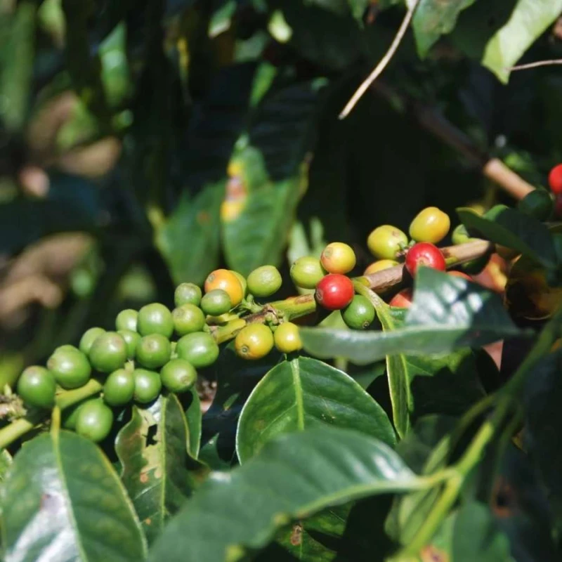 Nomad Coffee Kolumbia Chambaku Decaf 250 g | CoffeeLove