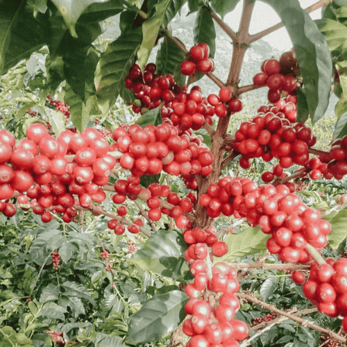 Father's Coffee Kolumbia DECAF Atunkaa filter 250 g bezkofeinowa | CoffeeLove